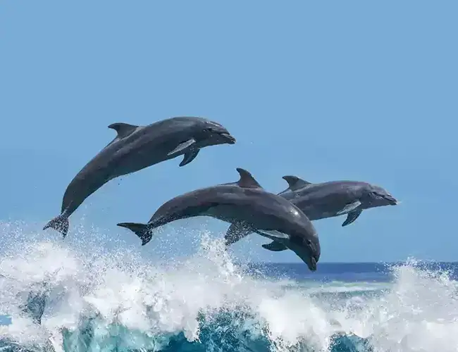 HoABL Alibaug Sea HoABL Alibaug Sea