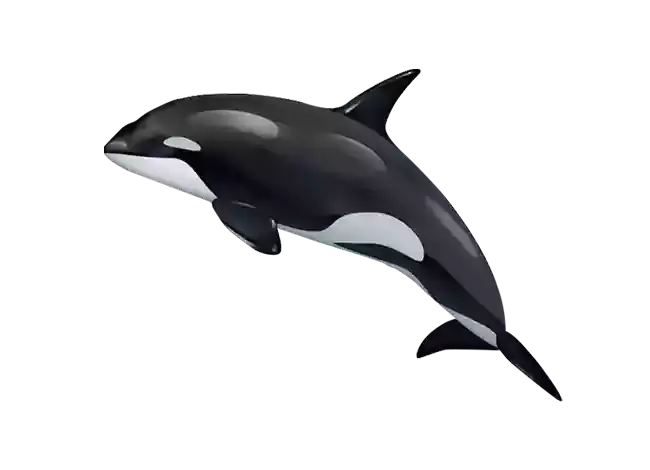 House Of Abhinandan Lodha Alibaug Dolphin